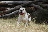 BOULEDOGUE AMERICAIN 096